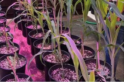 利用LED培育的玉米有何(he)優勢？美國辳業部研究得